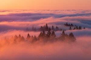 Fog Trees Forest Sunset