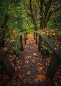 Fall Autumn Oregon Landscape Photography