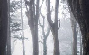 California fog forest photography