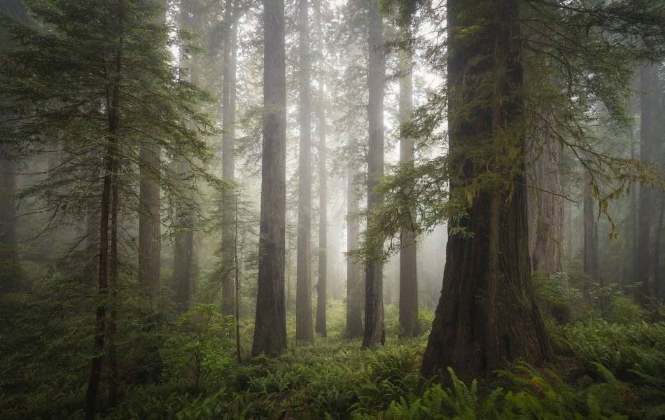 California Redwoods Landscape Photography
