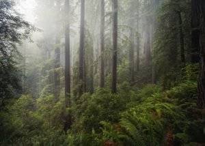California Redwoods Landscape Photography