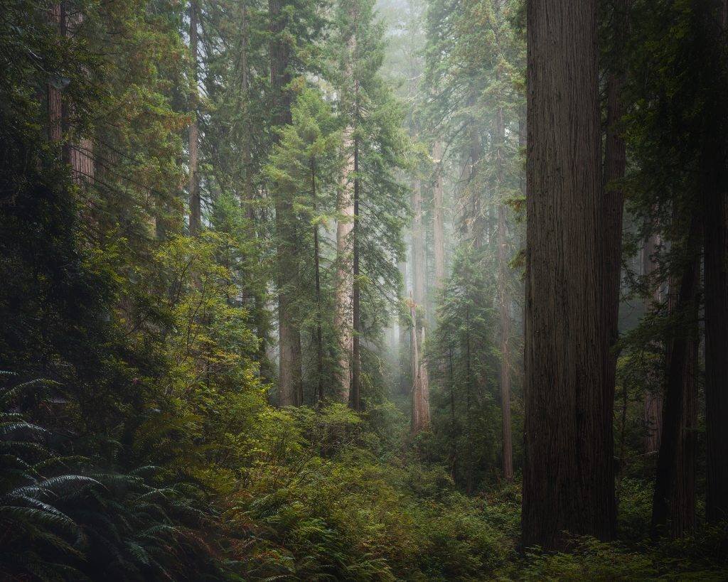 California Redwoods landscape photographs