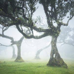 Madeira Fanal Forest Landscape Photography